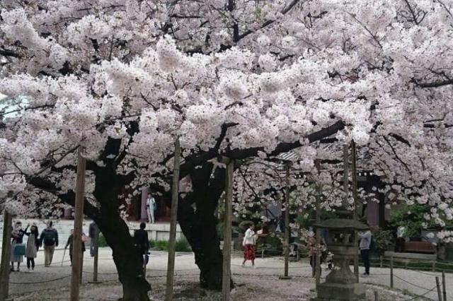 Cherry blossom season.