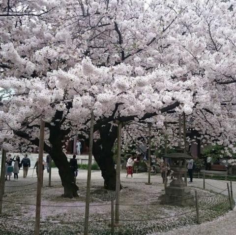 Cherry blossom season.